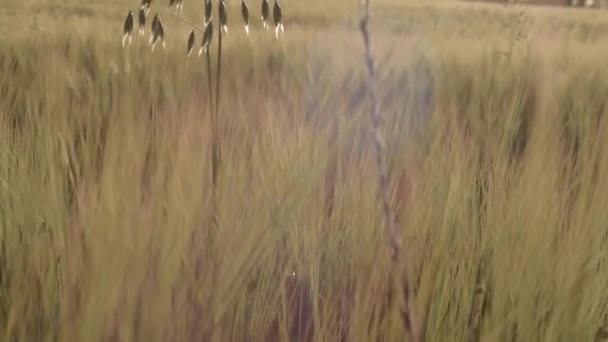 Single Oat Plant Growing Golden Wheat Field Medium Tilting Shot — Stockvideo