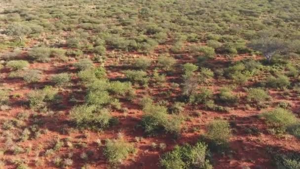 Aerial View Arid African Savannah Kalahari Region Northern Cape South — Vídeo de stock