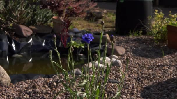 Blue Flowers Grow Garden Diy Pond Background — Wideo stockowe