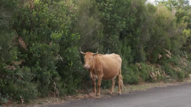 Ganado Joven Color Marrón Comiendo Algunos Arbustos Lado Carretera Portugal — Vídeos de Stock