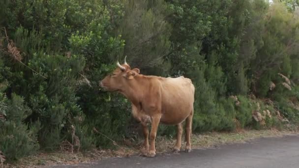 Static Tripod Shot Young Brown Cattle Eating Some Bushes Side — ストック動画