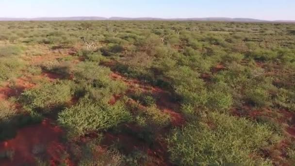 Aerial View Arid African Savannah Kalahari Region Northern Cape South — Vídeo de Stock