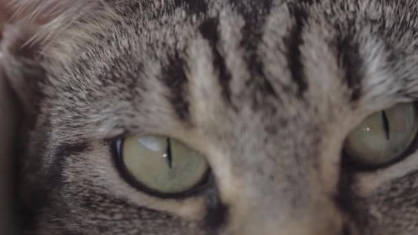 Tabby Cat Macro Shot Eyes Looking Surroundings — Video Stock