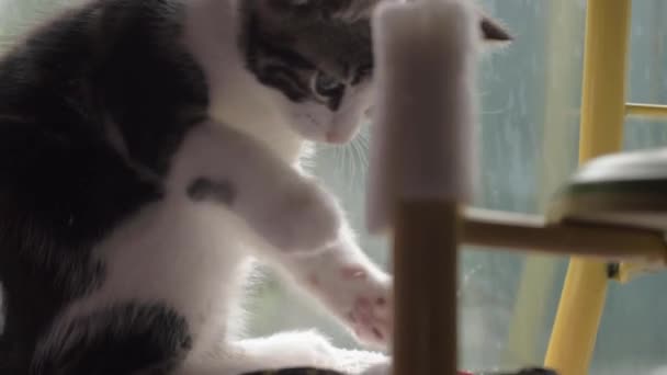 Cute Tabby Kitten Playing Rope Window Close Shot — ストック動画
