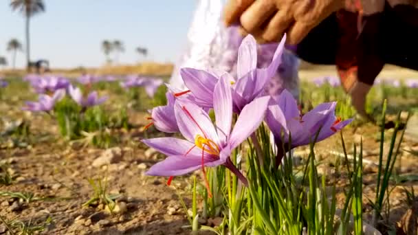 Delicious Dessert Made Expensive Desert Flower Saffron Picked Local Farmer — Video Stock