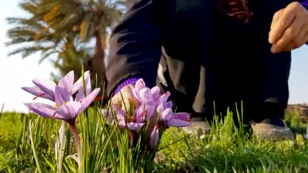 Saffron Harvest Picking Beautiful Purple Crocus Flowers Women Palm Tree — Vídeo de Stock