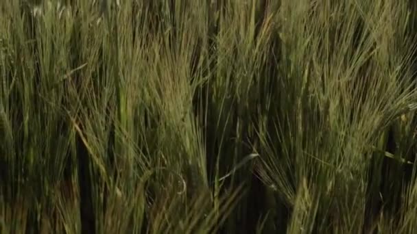 Single Oat Plant Growing Wheat Field Medium Tilting Shot — Vídeo de Stock