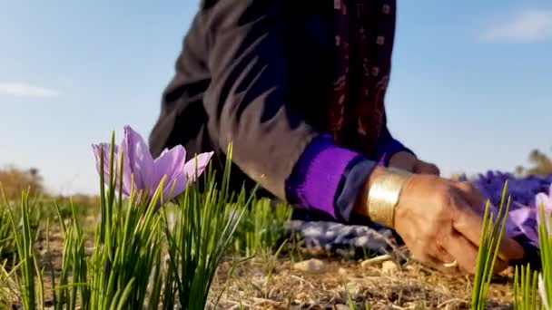 Woman Farmer Magenta Black Clothes Harvest Persian Saffron Flowers Land — Video