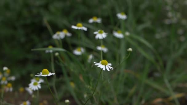 Wild Daisy Flowers Breeze — Vídeo de Stock