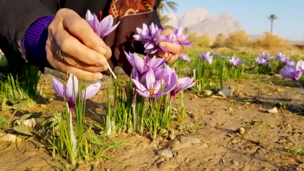 Persian Saffron Growth Mountain Foothills Desert Iran Picked Locals Processed — Stock video