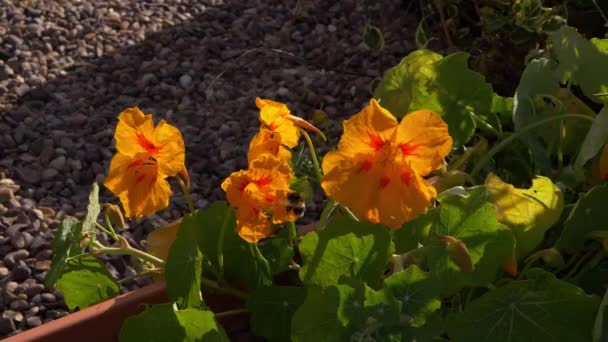 Bee Visiting Orange Pansy Flowers Garden — стоковое видео