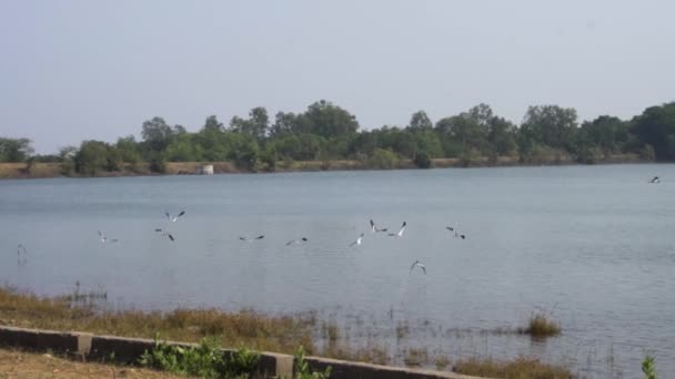 Birds Flying Jambughoda Wildlife Sanctuary — 图库视频影像