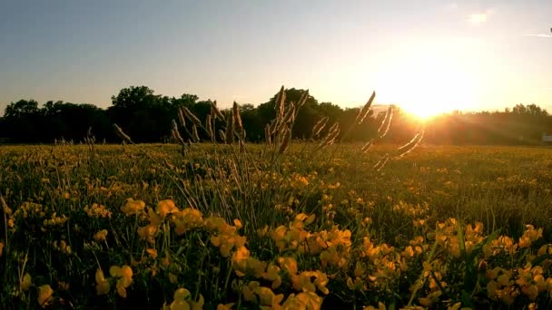 Beau Paysage Coucher Soleil Statique — Video