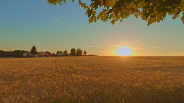 View Yellow Cornfield While Summer Sun Going Light Orange Red — Stockvideo