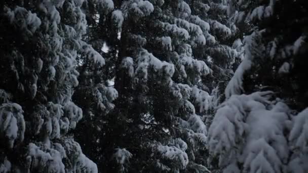 Snow Flakes Falling Snow Covered Trees Slow Motion Hand Held — 图库视频影像