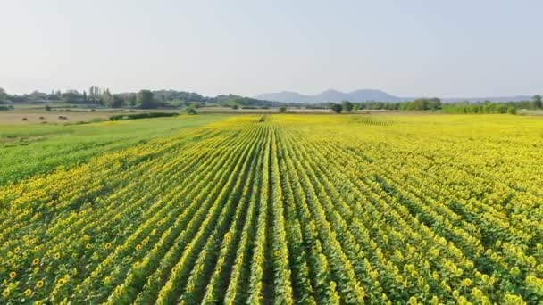 Beautiful Tracking Shot Fields Yellow Sunflowers Emporda Catalonia Spanish Agricultural — Wideo stockowe