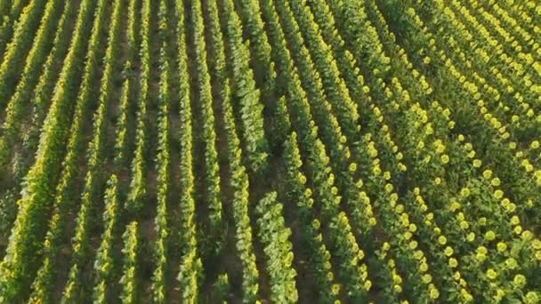 Birdseye View Rows Sunflowers Growing Emporda Catalonia Tilt Reveal Spanish — Vídeos de Stock