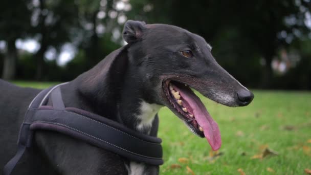 Greyhound Hund Flämtande Porträtt Närbild Skott — Stockvideo