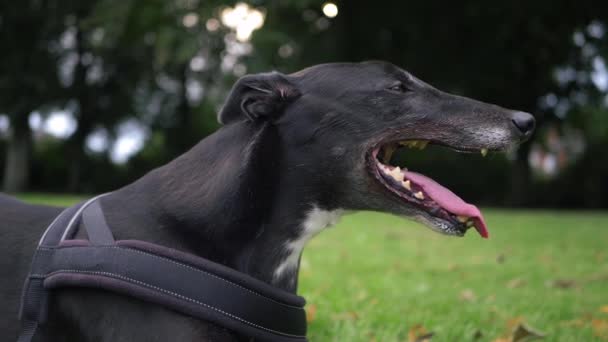 Greyhound Dog Panting Portrait Side View Close — Stockvideo