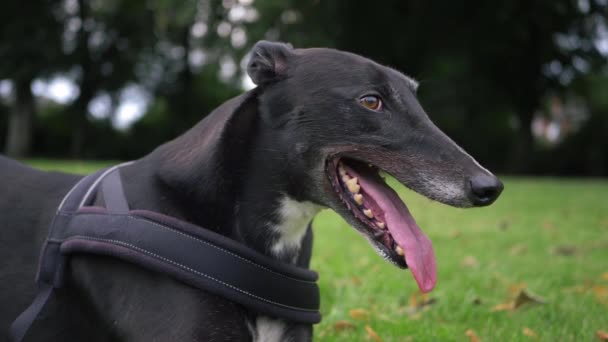 Greyhound Dog Portrait Looks Camera — Video Stock