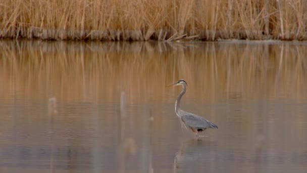 Blue Heron Seen Diving Water Catch Food — Stock video