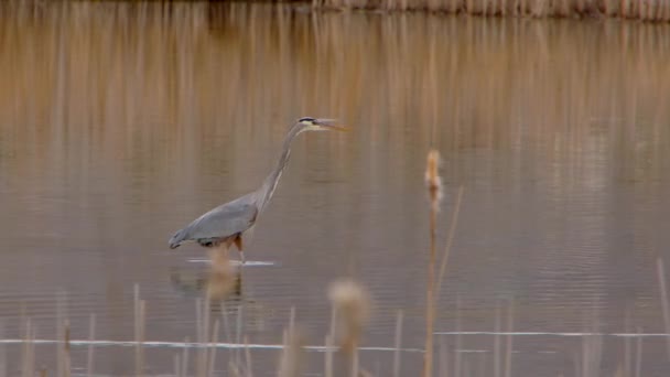 Blue Heron Seen Poking Water Its Beak — Stockvideo