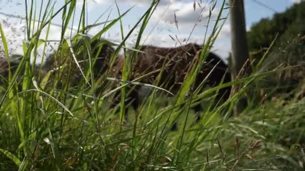 Lush Grass Meadow Horse Grazing Background Tilting Shot — Stockvideo