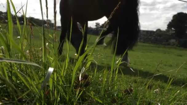 Lush Grass Meadow Horse Grazing Background — стоковое видео