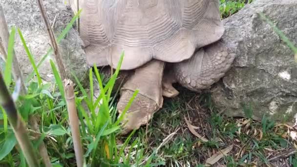 Top View Large Tortoise Eating Grass Natural Habitat Giant Brown — Αρχείο Βίντεο