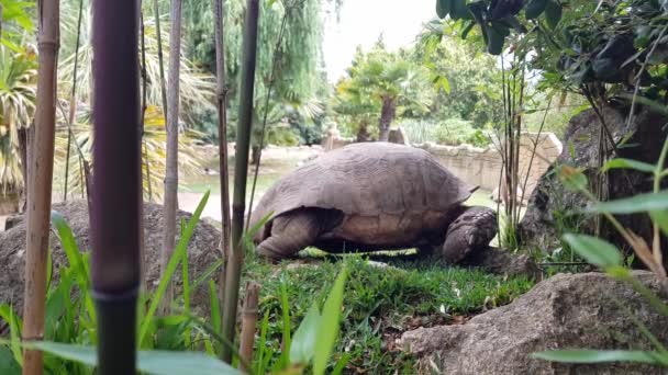 Portrait Large Brown Tortoise Its Natural Habitat Clumsily Turning Settling — Vídeo de Stock