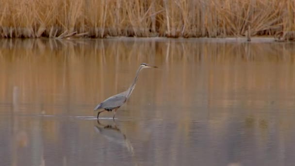 Blue Heron Seen Walking Water Marsh — Stockvideo