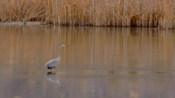 Blue Heron Seen Walking Marsh Eat Food — Wideo stockowe