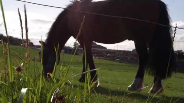 Lush Grass Meadow Horse Grazing Background Panning Shot — Vídeo de Stock