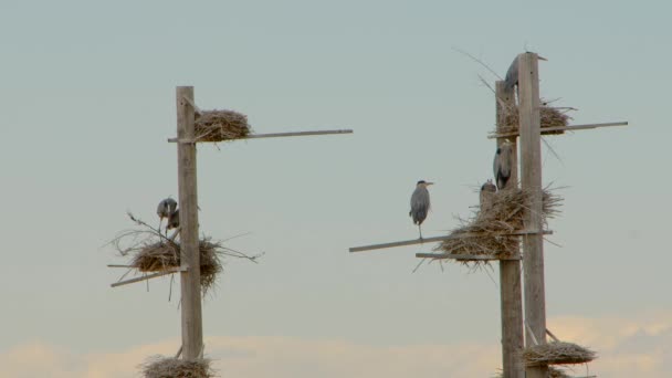 Blue Herons Seen Perched Nests — Stockvideo