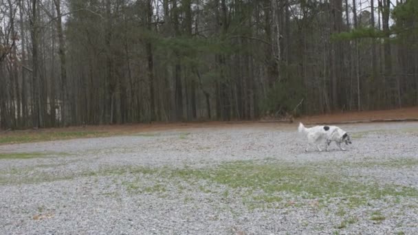 Australian Shepherd Walking Gravel Parking Lot Slow Motion — Stok video