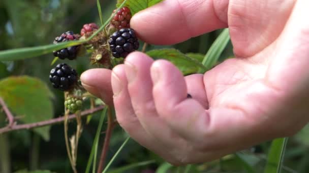 Hand Picking Blackberries Bush Close Shot — стоковое видео