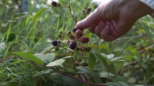 Hand Picking Blackberries Bush Medium Shot — Vídeos de Stock