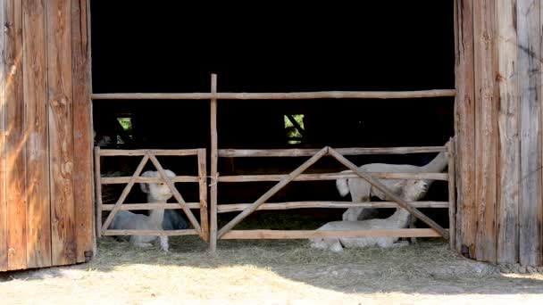 White Alpaca Standing Door Entry Farm Wooden Fence — Stockvideo