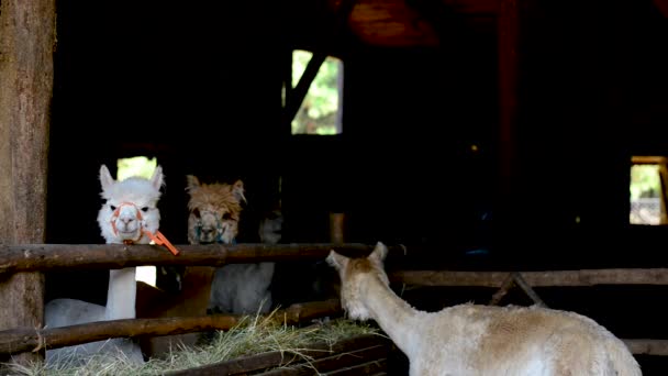 Three Alpaca Playing Wooden Fence Farm Eating Hay — Αρχείο Βίντεο