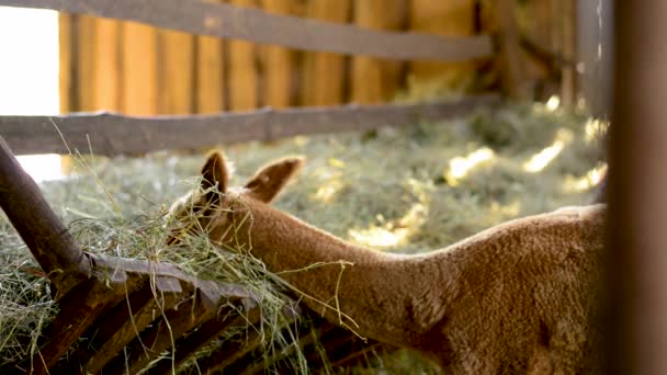 Young Brown Alpaca Eating Hay Wooden Farm — Stockvideo