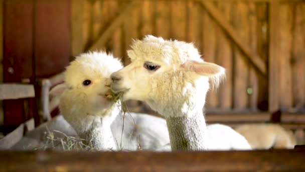 Close Couple Little Alpaca White Chew Hay Grass Wooden Farm — Vídeo de Stock