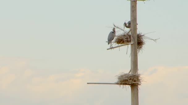 Two Blue Heron Seen Nest One Heron Poking Rearranging Nest — Αρχείο Βίντεο