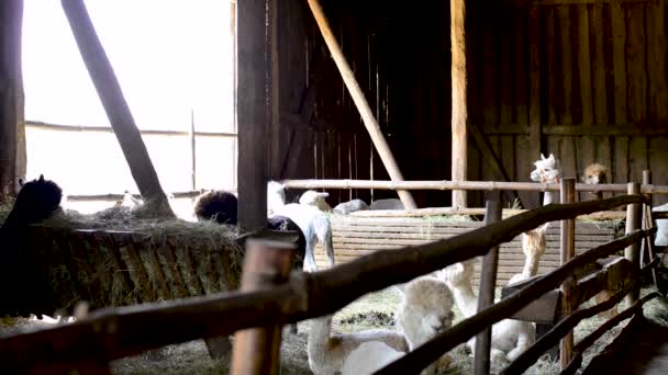 Alpaca Standing Wooden Farm Waiting Shaved — ストック動画