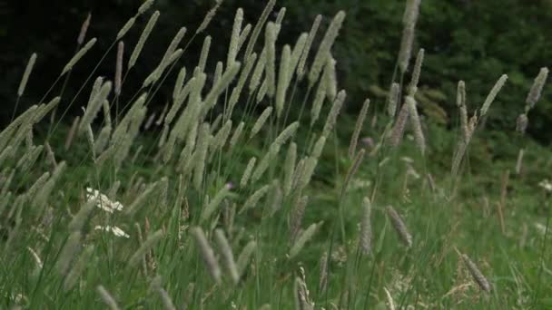 Long Grass Blowing Breeze Medium Shot — Stockvideo