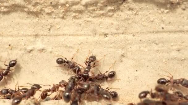 Ants Seen Climbing Fighting Each Other Top Dirt — Video Stock