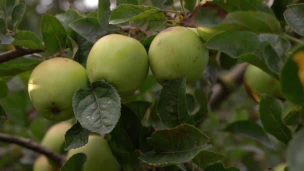 Three Ripe Apples Growing Tree Branch Close Shot — Stockvideo