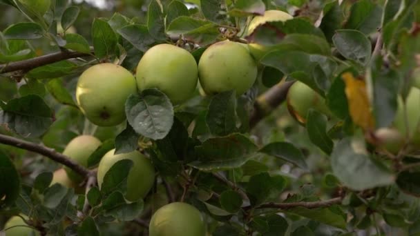 Bunch Apples Growing Tree Branch Medium Shot — Videoclip de stoc