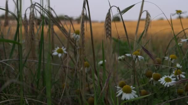 Wheat Field Daisy Flowers Tilting Shot — 비디오