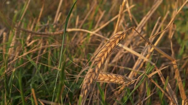 Dry Wheat Plant Close Tilting Shot — Vídeo de Stock