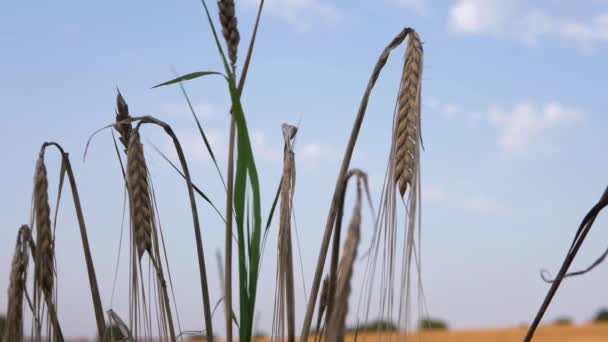 Dry Wheat Growing Blue Skies Close Shot — Wideo stockowe